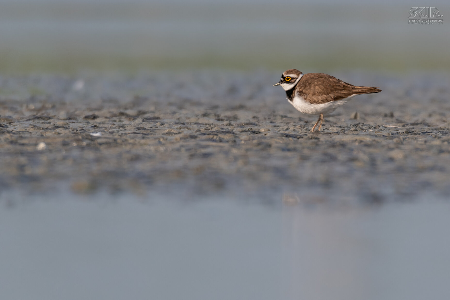 Water birds - Little ringed plover Little ringed plover / Charadrius dubius Stefan Cruysberghs